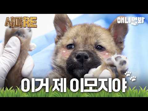 [사파RE] 유기견 떠돌이 엄마의 7둥이 육아😭 #동물농장 #animalfarm