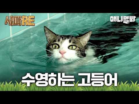 [사파RE] 수영하는 고등..아니, 고양이?! 🌊🐈 개헤엄도 아니고 냥헤엄 보여주시는 물냥이!😲 #동물농장 #animalfarm