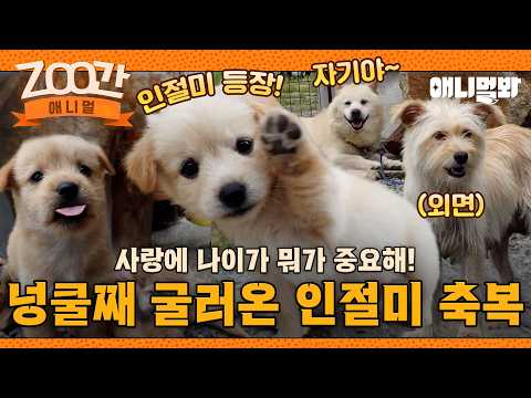 [#Zoo간애니멀] 우리 좋았잖아..사랑했잖아..🐶 그나저나 10마리 인절미들 너무 귀엽잔하...😍 I EP.1281 #TV동물농장 #AnimalFarm #애니멀봐