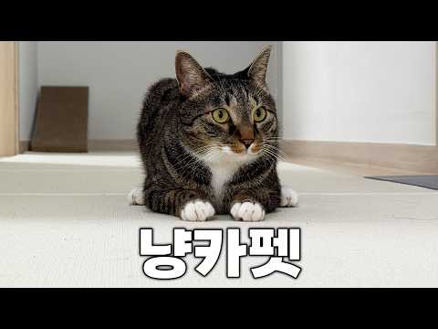 결국... 카페트 다 뜯어버렸습니다...