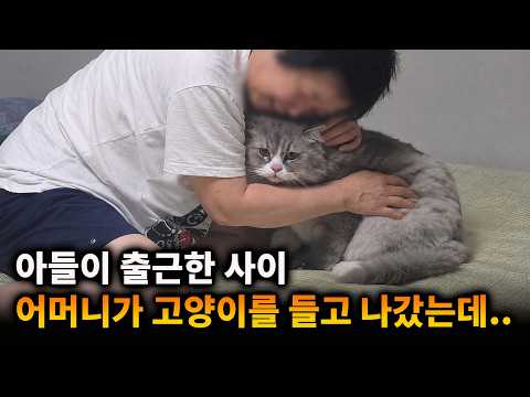 어머니가 고양이를 들고 나갔다가..