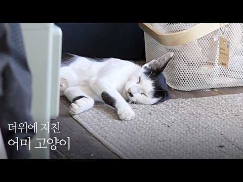 더위에 지친 길냥이가 집에서 잠들었다