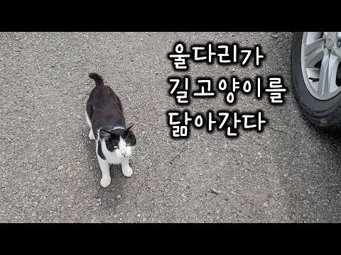 고양이 집사는 힘들어ㅜㅜ