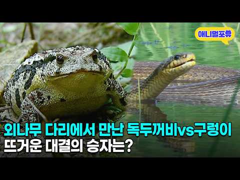 보는 것만으로도 소름 돋는 독두꺼비vs구렁이의 대결 | KBS 환경스페셜 101006 방송