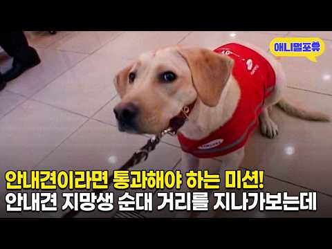 안내견 지망생 리트리버 순대 거리를 지나가는데 보인 반응ㅋㅋㅋ | KBS 주주클럽 070225 방송