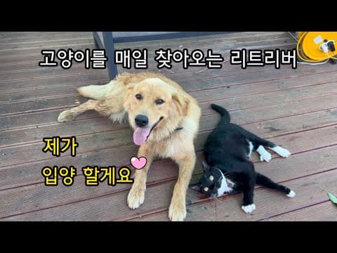 고양이를 너무나 사랑한 남의집 리트리버~ 
