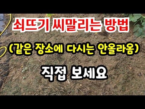 쇠뜨기 - 뿌리까지 완전히 죽이고 다시는 안 나오게 하는 제초제 꿀팁(3년 촬영)