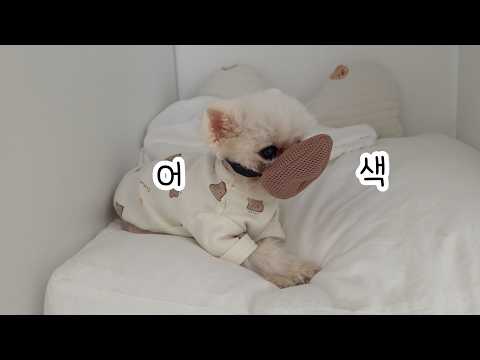 100년 살 강아지의 6개월만에 첫 산책