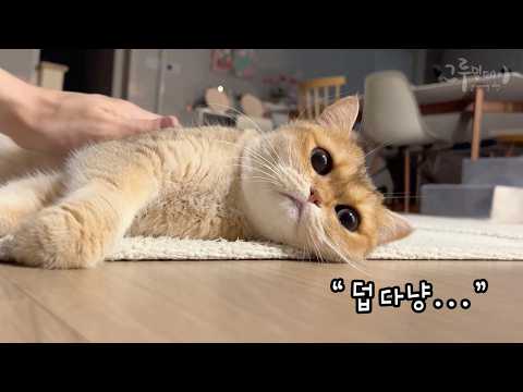 고양이가 더위를 너무 타기 시작했어요...
