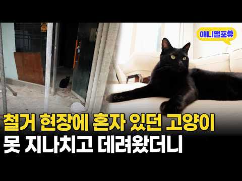 철거 구역에서 발견된 연약한 고양이.. 알고 보니 역대급 천재묘였다ㄷㄷㅣKBS 생생정보 240716 방송