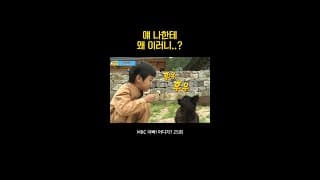 안정형 강아지 #아어가 #준수