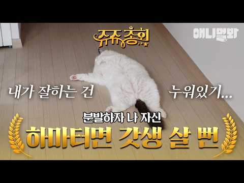 [#쥬쥬총회] 너무 게을러서 제목도 대충 썼ㄷ #TV동물농장 #AnimalFarm #애니멀봐