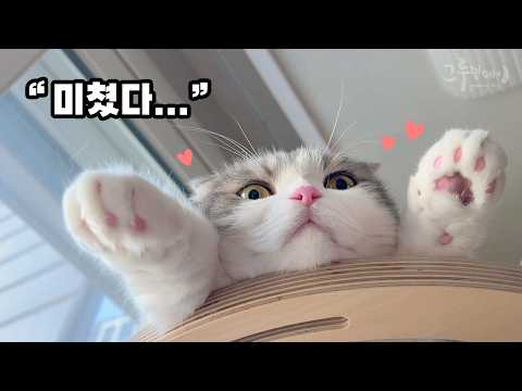 집사가 만든 고양이 집을 본 두 냥이 반응
