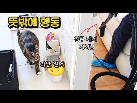 엄마집사 혼자 있는데 낯선 아저씨가 들어오자..예상 못한 고양이의 행동 : 이런 모습 처음이에요(감동 ㅠㅠ)