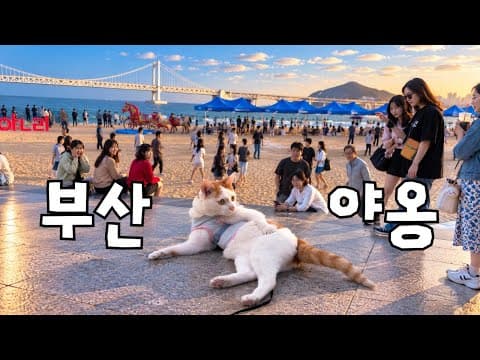 부산 해운대, 광안리에 여행간 고양이가 있다?! 너무나 웃기고 재미있는 고양이의 이야기 A Cat Traveling to Haeundae & Gwangalli in Busan?!