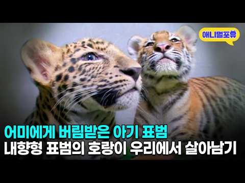 너무 소심한 아기 표범 야생성 회복을 위해 호랑이 우리에 넣어봤더니 | KBS 주주클럽 071028 방송