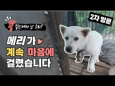 집 안에서 들린 '쾅' 소리! 견주 할아버지 집 청소까지 해주었던 메리의 2차 방문기 @시고르_우체부