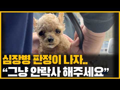 자신의 강아지에게 심장병이 발견되자.. 주인이 내뱉은 한마디