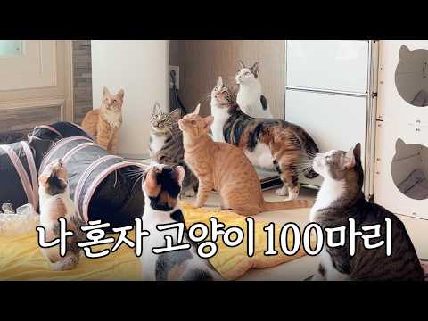 100마리 고양이 돌보는 사람의 하루 따라가기