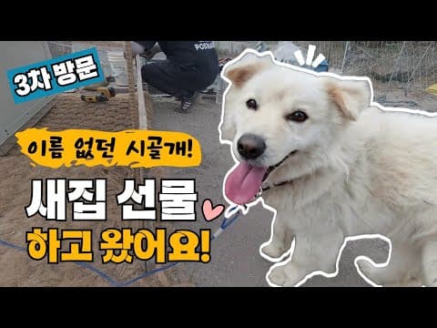 이름없던 시골개 3차방문 새집을 선물하고 왔어요 @시고르_우체부 