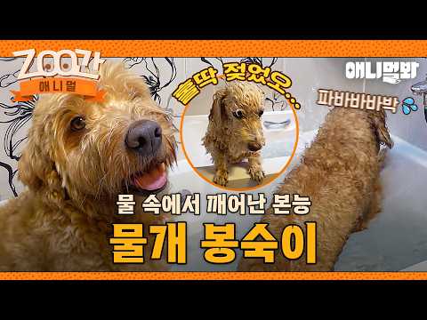 [#Zoo간애니멀] 오늘 나 물 만났어~🚿 온순한 미모 뒤 반전 물개 봉숙이🐕 I EP.1267 #TV동물농장 #AnimalFarm #애니멀봐