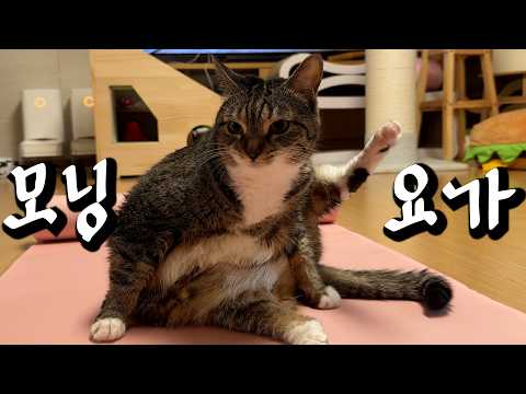 스타고양이 기상 후 루틴 보여드릴게요☀️🧘‍♀️