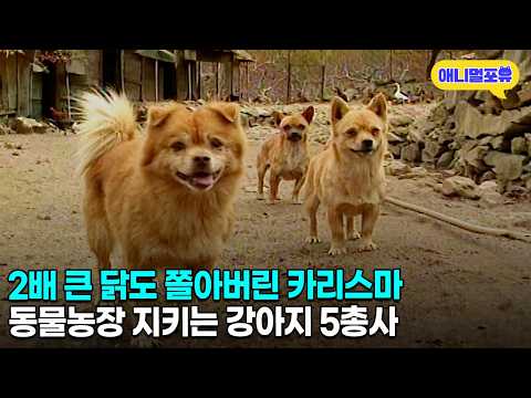 너나 지켜ㅠㅠ 카리스마 넘치는 강아지 5총사 | KBS 6시 내고향 031106 방송