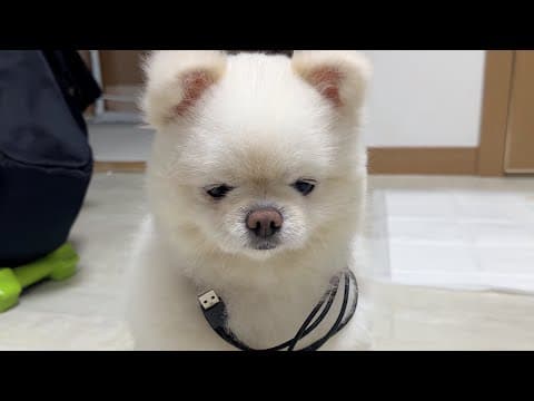큰형 작은형 심부름꾼이 된 막내 강아지..