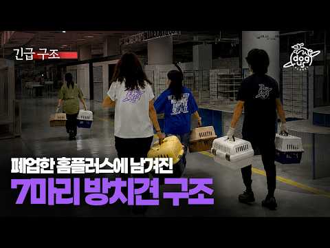 [긴급구조] 폐업한 홈플러스에 남겨진 7마리 방치견, 펫샵 사장님의 SOS