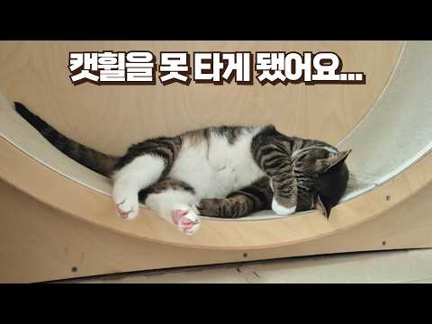 보름이가 다리를 다쳤어요ㅠ 갑자기 걷지를 못해서 병원에 갔더니