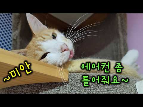 더위에 지친 고양이를 위해 처음으로 에어컨을 분해해봤다. 현타 오는 순간😱