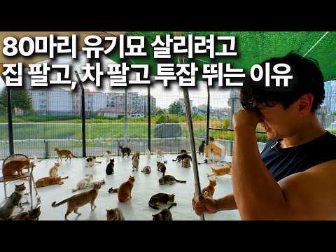 30대 부부가 80마리 유기묘 위해 100평 카페 차린 이유