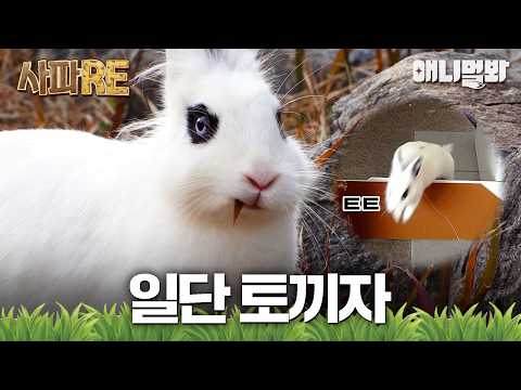 [#사파RE] 어디로 튈지 모르는 '토끼좌'들🐇 #TV동물농장 #AnimalFarm #애니멀봐