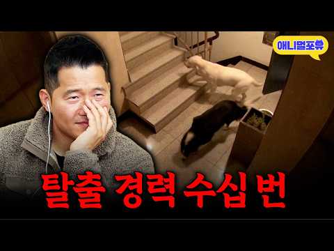 "보호자 욕심이 너무 커요.." 자매 보호자 때문에 고통받는 반려견들, 강형욱도 당황했다ㅣKBS 개는 훌륭하다 230109 방송