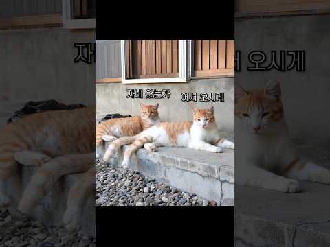 고양이보다 서열이 낮으면 생기는 일