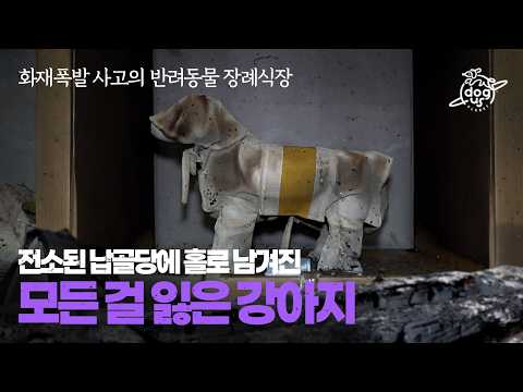 반려동물 장례식장 폭발사고 현장에서 구조 된 방치견