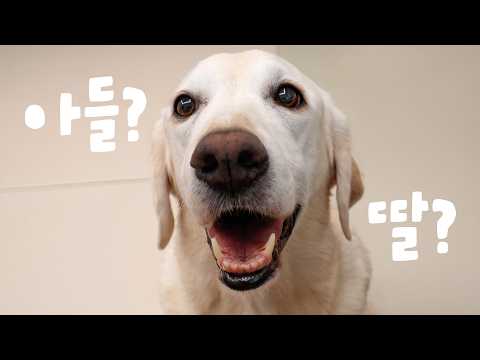 임신을 제일 먼저 알아챈 강아지에게 아기 성별을 물어봤더니…ㄷㄷ