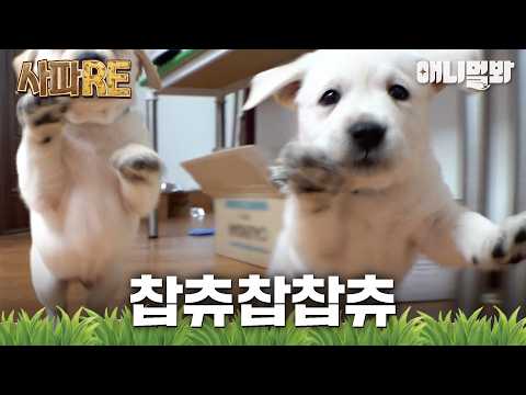 [#사파RE] 너무 신난 나머지 자꾸 앵글에서 벗어나는 찹츄 출연자들 #AnimalFarm #애니멀봐
