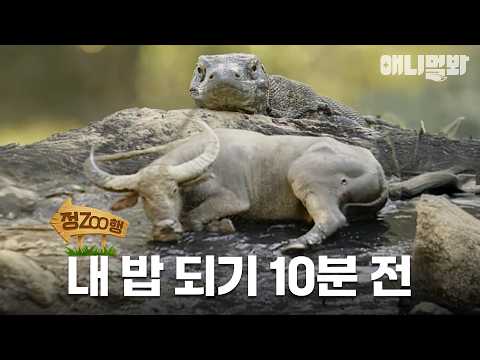 [#정ZOO행] 내 거친 생각과, 불안한 숨소리, 그걸 지켜보는 코모도~🦎  | EP.15 #TV동물농장 #AnimalFarm #애니멀봐