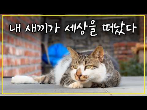 덕삼이가 떠난 후..새끼를 잃고 남겨진 어미고양이는 어떻게 살아갈까