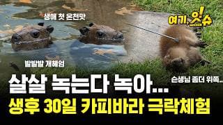 세상 무해한 카피바라(Capybara) 세쌍둥이 등장  [여기잇슈] / YTN
