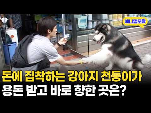 돈만 보면 태도가 바뀌는 천둥이, 그동안 모든 돈을 얼마일까?ㅣKBS 무한지대 큐 090730 방송