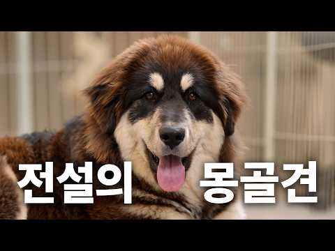 몽골에서 누가 돌아왔게~? 늑대로부터 가축을 지키는 몽골의 전설 방카르 | 견종백과 방카르편