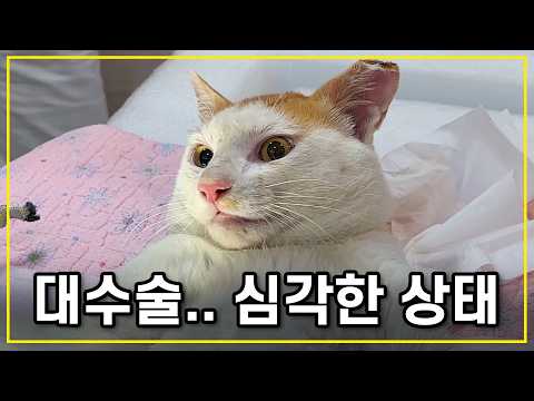 다리 다친 채 살려달라고 찾아온 넉살 좋은 고양이는 결국..