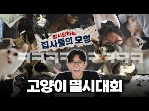 여러분의 따뜻한 위로가 필요합니다 《고양이 멸시대회》