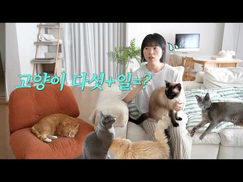 고양이 다섯에 일은 한가득.. 이거 가능할까요?