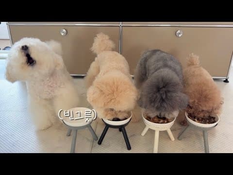 다같이 밥먹는데 나혼자만 금식?아침부터 터져버린 강아지