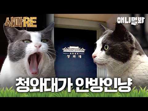[#사파RE] 청와대 바닥이 얘한테는 그냥 넓은 스크래쳐 입니다..🐈‍⬛🐱 #TV동물농장 #AnimalFarm #애니멀봐