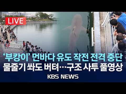 [LIVE] 부산 상어 '부캉이', 먼바다 귀환 작전 생중계/2026년 9월 29일(화)/KBS