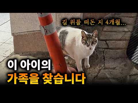 아직 가족을 기다리는 고양이
